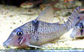 Corydoras pastazensis